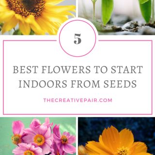 5 best flowers to start indoors from seeds