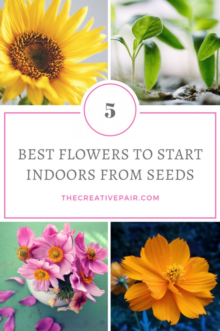 The 5 Best Flowers to Start Indoors from Seeds The Creative Pair
