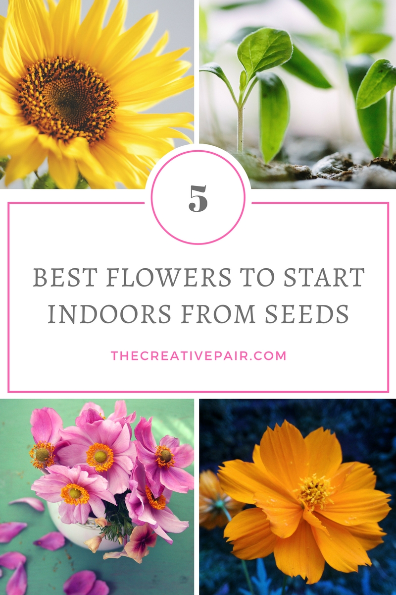 5 best flowers to start indoors from seeds