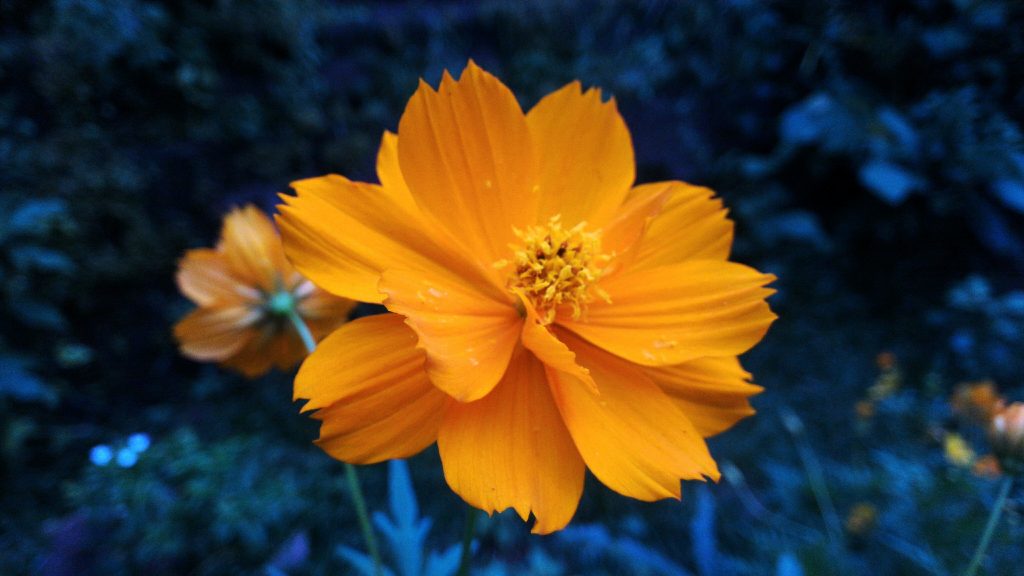 How to start marigolds from seeds