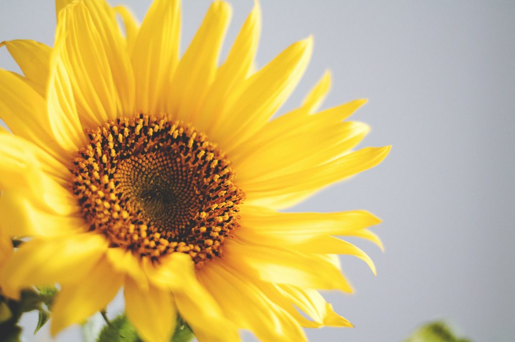 How to start sunflowers from seeds