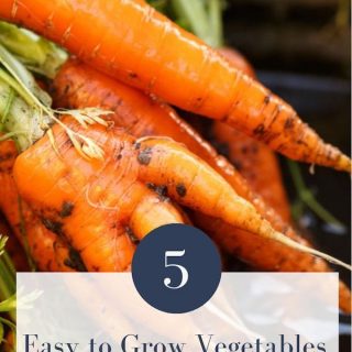 5 Easy to Grow Vegetables for Beginner Gardeners