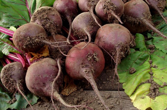 Beets are super easy to grow for even the most novice gardener