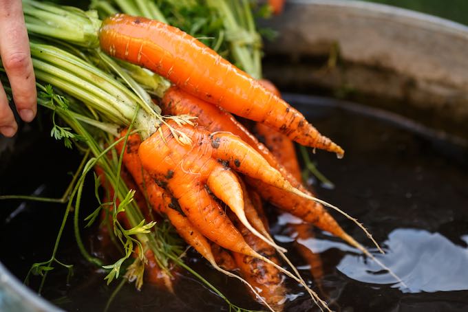 Harvesting carrots is a satisfying exercise for new gardeners