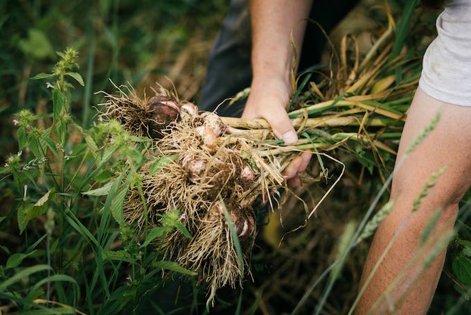 Garlic - a good pick for beginner gardeners