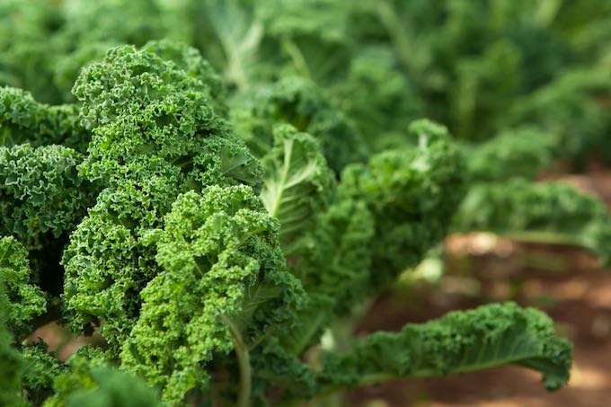 Kale in garden - a good vegetable for inexperienced gardeners