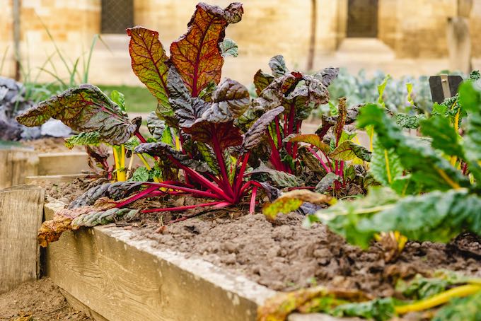 Swiss Chard is beautiful, tasty, and easy to grow